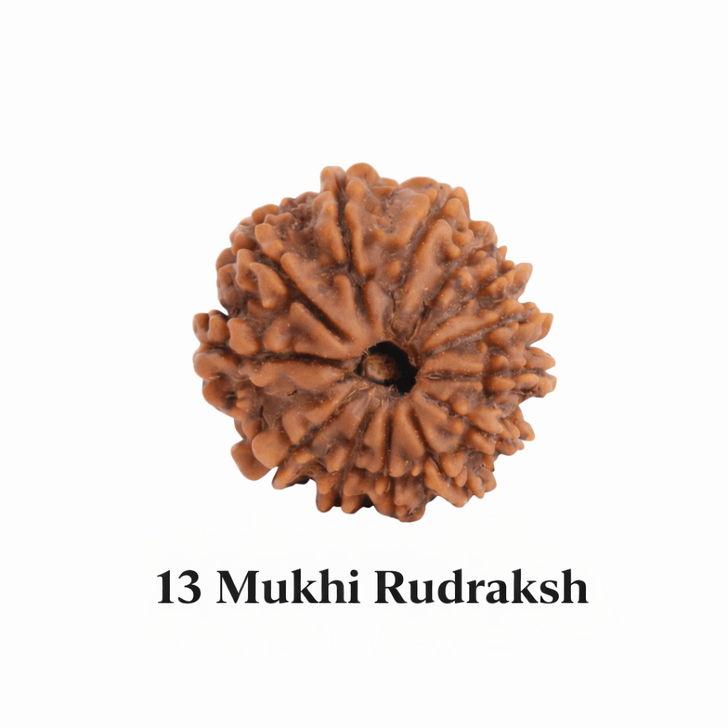 13 मुखी रुद्राक्ष – धन, आकर्षण और आत्मविश्वास बढ़ाने वाला दिव्य रत्न - Astroguruji