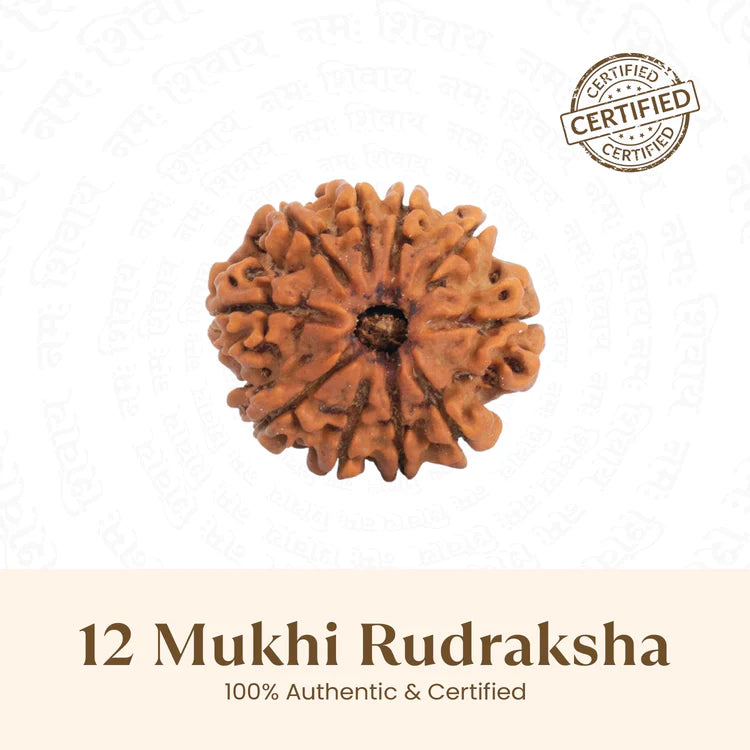Nepal Origin 12 Mukhi Rudraksha - 17mm to 22mm