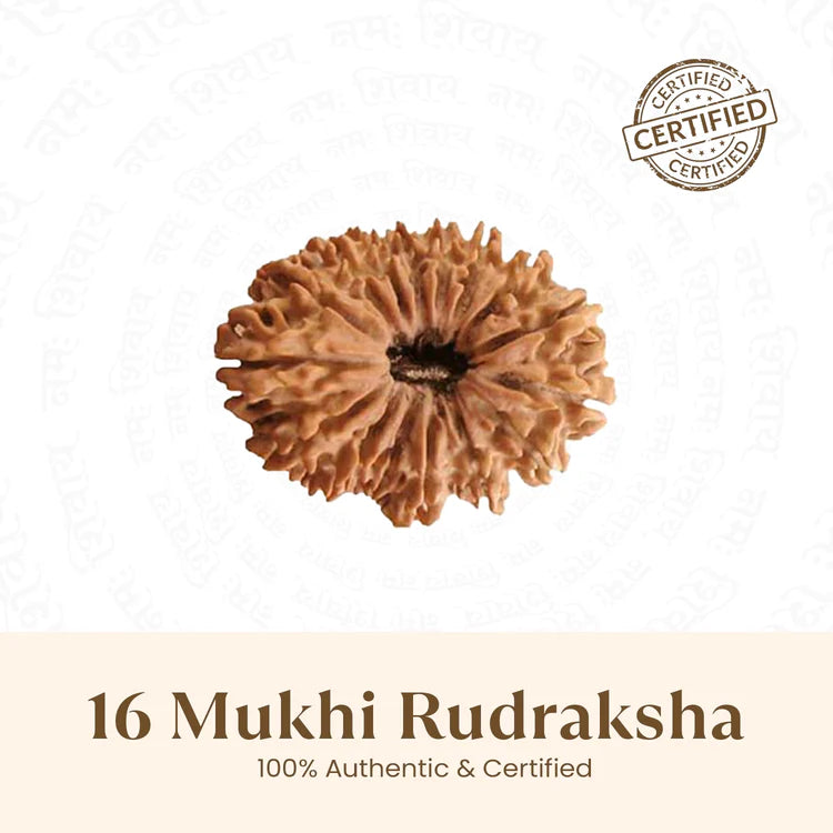 Nepal Origin 16 Mukhi Rudraksha - 17mm to 22mm