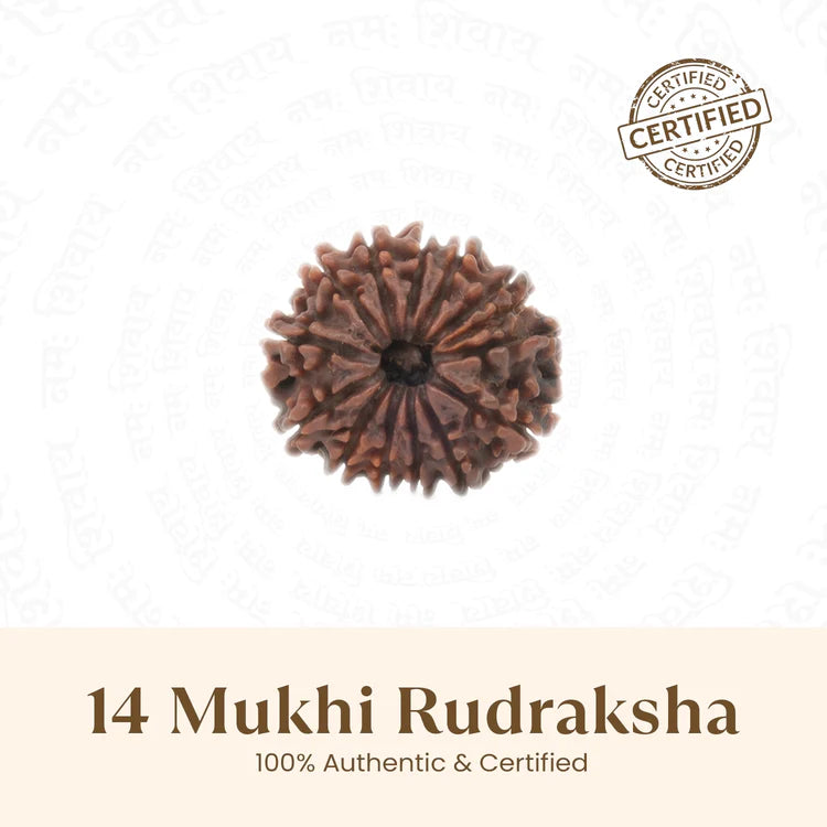 Nepal Origin 14 Mukhi Rudraksha - 17mm to 22mm
