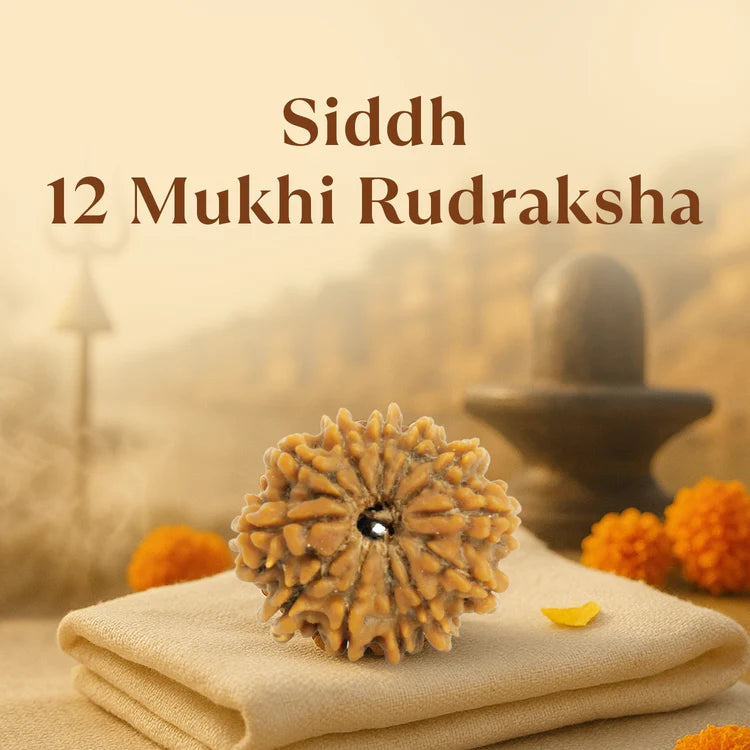 Kashi Siddh Nepal Origin 12 Mukhi Rudraksha - 17mm to 22mm