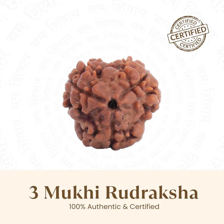 Nepal Origin 3 Mukhi Rudraksha - 17mm to 22mm