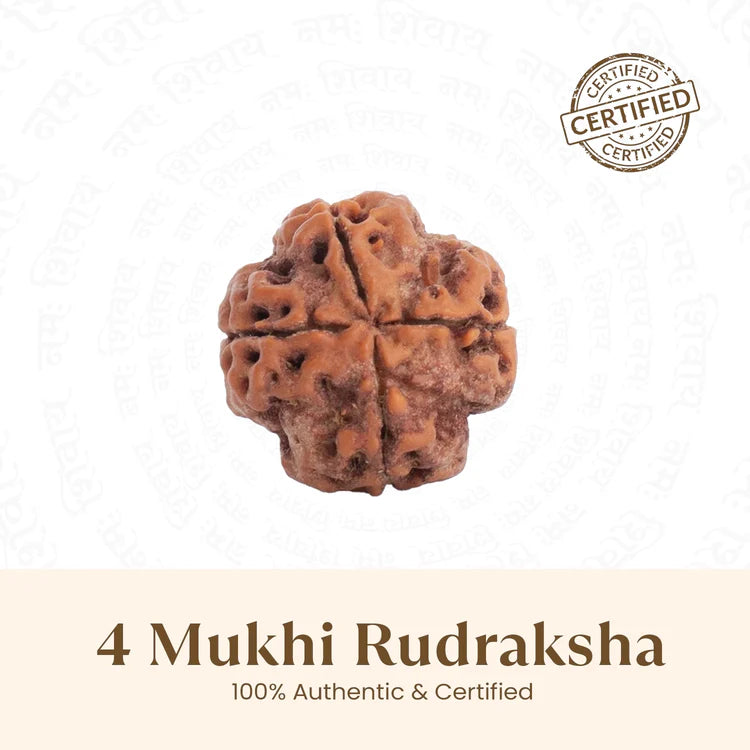 Nepal Origin 4 Mukhi Rudraksha - 17mm to 22mm