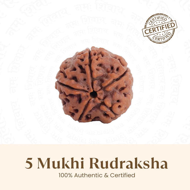 Nepal Origin 5 Mukhi Rudraksha - 17mm to 22mm