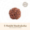 Nepal Origin 5 Mukhi Rudraksha - 17mm to 22mm