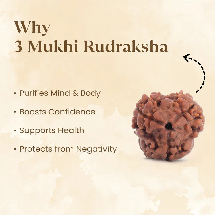 Nepal Origin 3 Mukhi Rudraksha - 17mm to 22mm