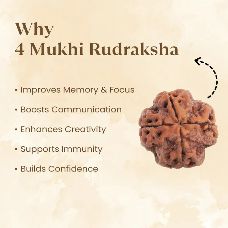 Nepal Origin 4 Mukhi Rudraksha - 17mm to 22mm