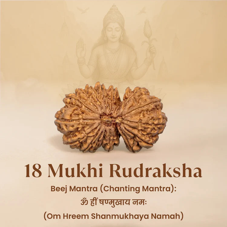 Nepal Origin 18 Mukhi Rudraksha - 17mm to 22mm