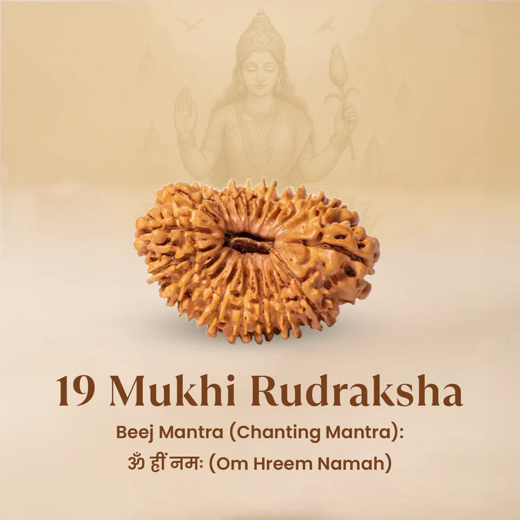 Nepal Origin 19 Mukhi Rudraksha - 17mm to 22mm