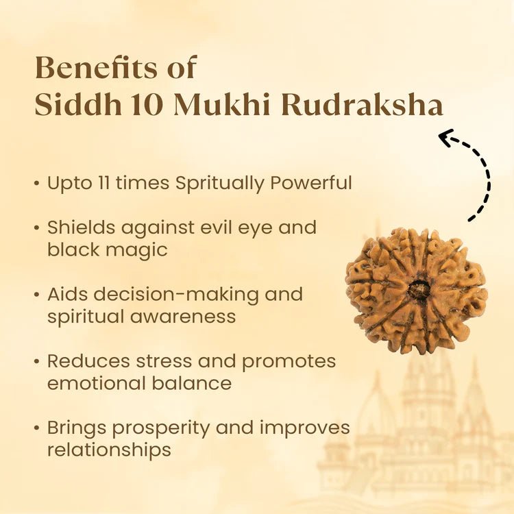 Kashi Siddh Nepal Origin 10 Mukhi Rudraksha - 17mm to 22mm - Astroguruji