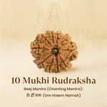 Kashi Siddh Nepal Origin 10 Mukhi Rudraksha - 17mm to 22mm - Astroguruji