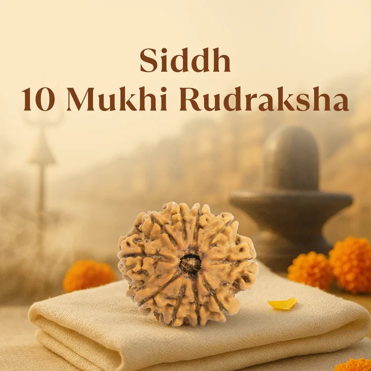 Kashi Siddh Nepal Origin 10 Mukhi Rudraksha - 17mm to 22mm - Astroguruji