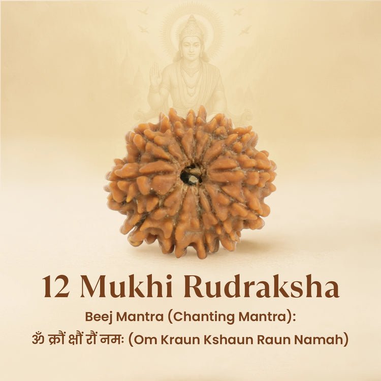 Kashi Siddh Nepal Origin 12 Mukhi Rudraksha - 17mm to 22mm - Astroguruji