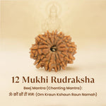 Kashi Siddh Nepal Origin 12 Mukhi Rudraksha - 17mm to 22mm - Astroguruji