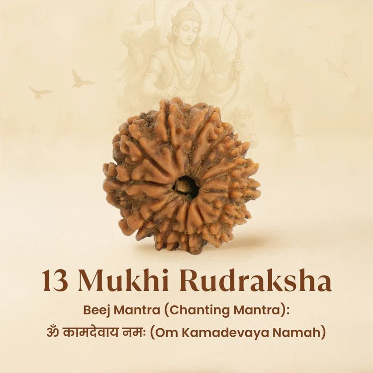 Kashi Siddh Nepal Origin 13 Mukhi Rudraksha - 17mm to 22mm - Astroguruji