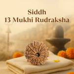 Kashi Siddh Nepal Origin 13 Mukhi Rudraksha - 17mm to 22mm - Astroguruji