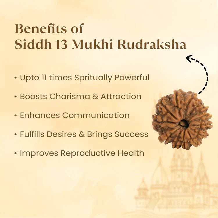 Kashi Siddh Nepal Origin 13 Mukhi Rudraksha - 17mm to 22mm - Astroguruji