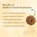 Kashi Siddh Nepal Origin 13 Mukhi Rudraksha - 17mm to 22mm - Astroguruji