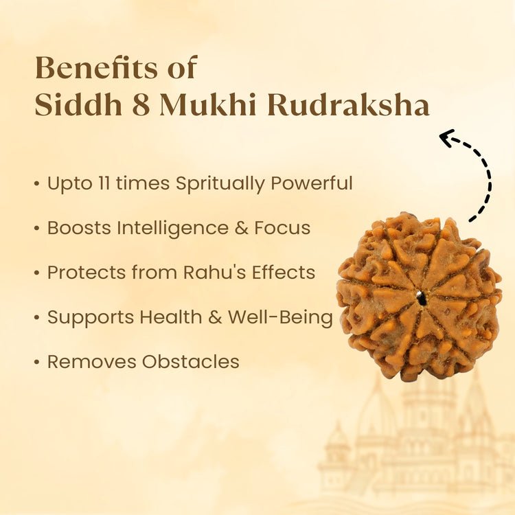 Kashi Siddh Nepal Origin 8 Mukhi Rudraksha - 17mm to 22mm - Astroguruji