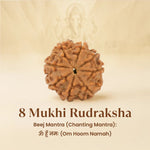 Kashi Siddh Nepal Origin 8 Mukhi Rudraksha - 17mm to 22mm - Astroguruji