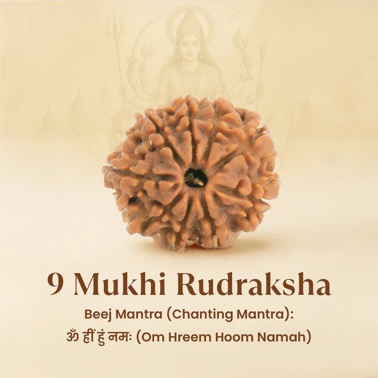 Kashi Siddh Nepal Origin 9 Mukhi Rudraksha - 17mm to 22mm - Astroguruji