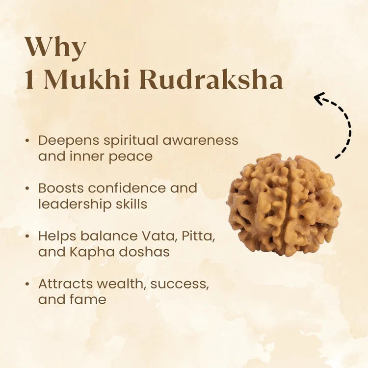 Nepal Origin 1 Mukhi Rudraksha - 17mm to 22mm - Astroguruji