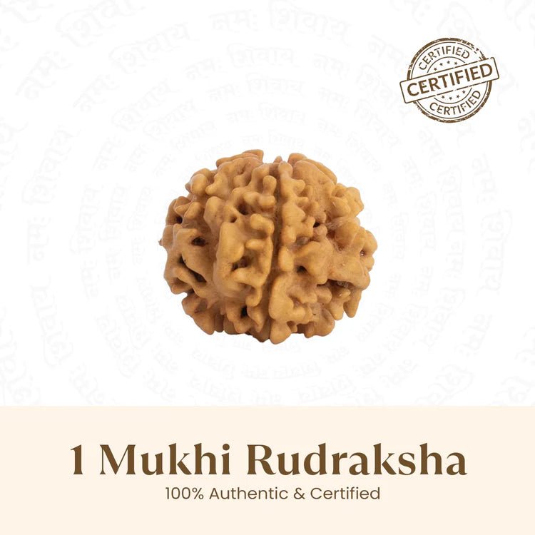 Nepal Origin 1 Mukhi Rudraksha - 17mm to 22mm - Astroguruji