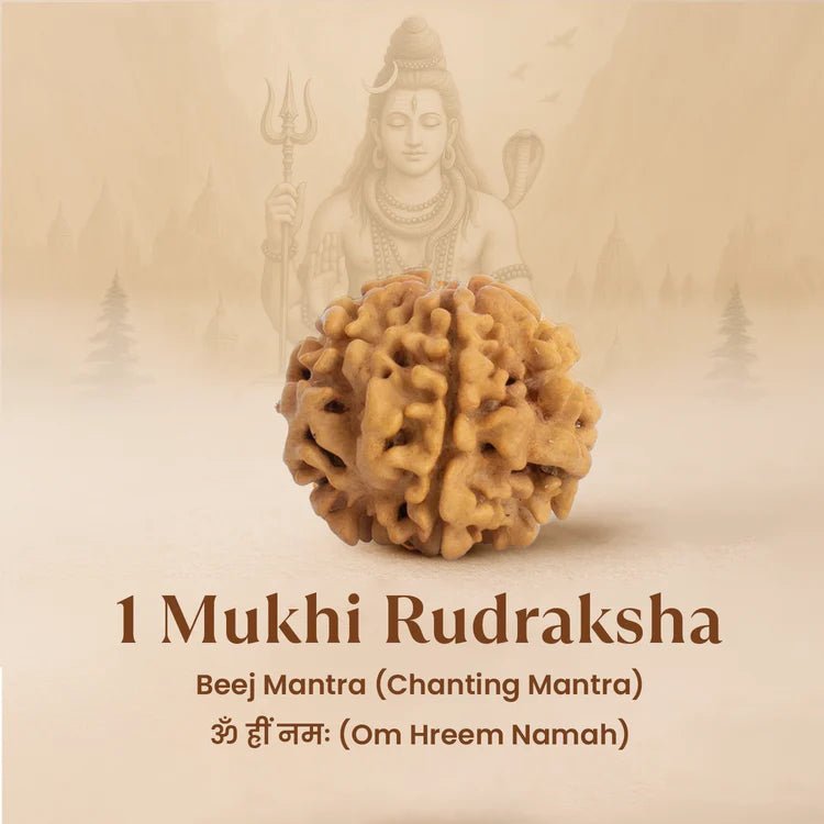 Nepal Origin 1 Mukhi Rudraksha - 17mm to 22mm - Astroguruji