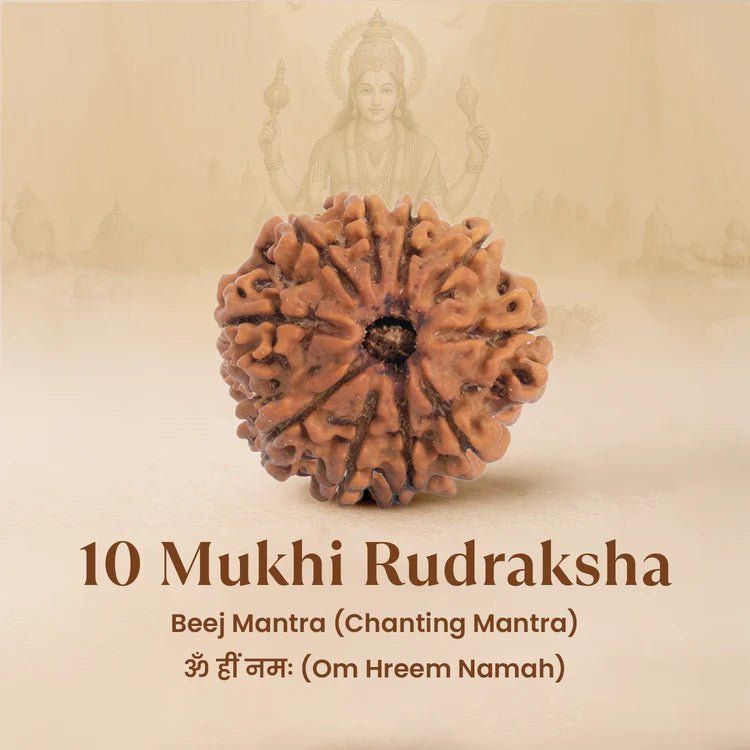 Nepal Origin 10 Mukhi Rudraksha - 17mm to 22mm - Astroguruji