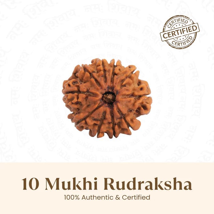 Nepal Origin 10 Mukhi Rudraksha - 17mm to 22mm - Astroguruji