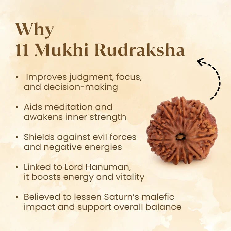 Nepal Origin 11 Mukhi Rudraksha - 17mm to 22mm - Astroguruji