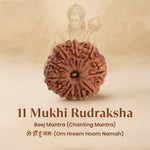 Nepal Origin 11 Mukhi Rudraksha - 17mm to 22mm - Astroguruji