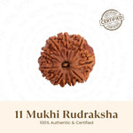 Nepal Origin 11 Mukhi Rudraksha - 17mm to 22mm - Astroguruji
