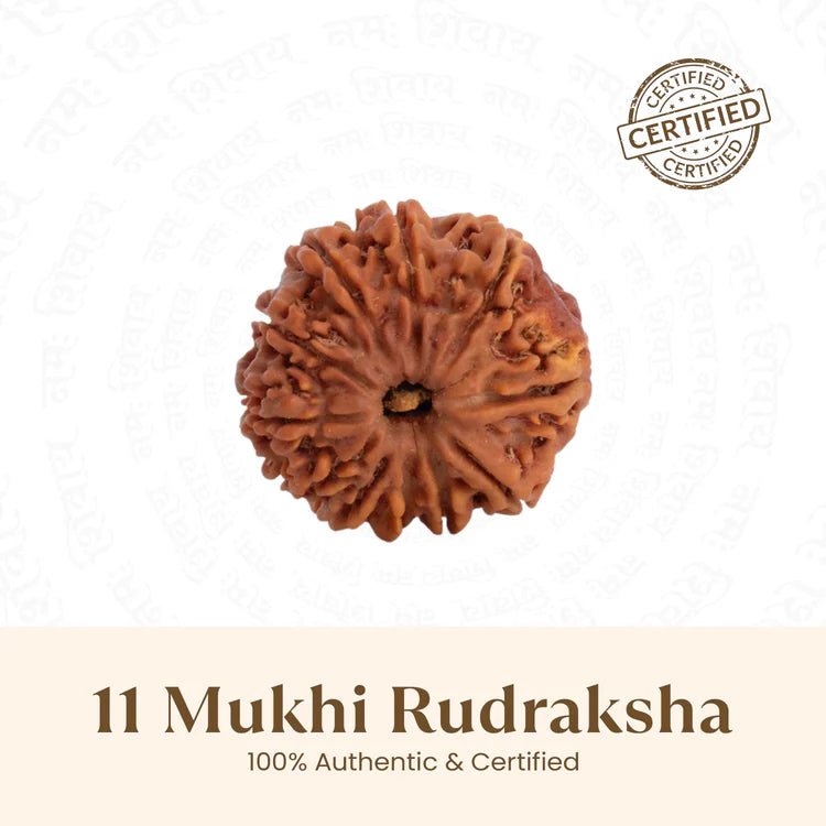 Nepal Origin 11 Mukhi Rudraksha - 17mm to 22mm - Astroguruji