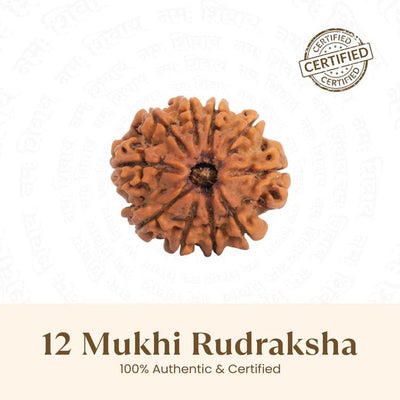 12 Mukhi