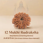Nepal Origin 12 Mukhi Rudraksha - 17mm to 22mm - Astroguruji