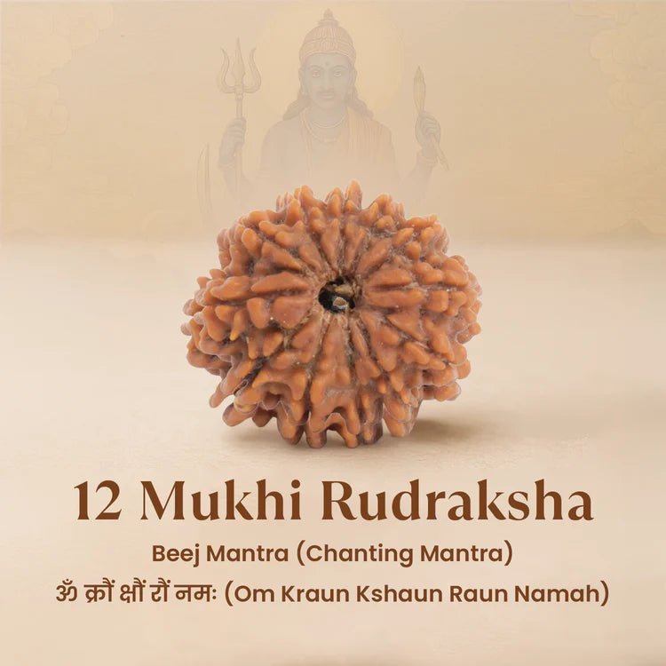Nepal Origin 12 Mukhi Rudraksha - 17mm to 22mm - Astroguruji
