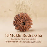 Nepal Origin 13 Mukhi Rudraksha - 17mm to 22mm - Astroguruji