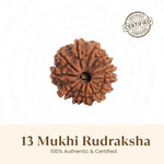 Nepal Origin 13 Mukhi Rudraksha - 17mm to 22mm - Astroguruji