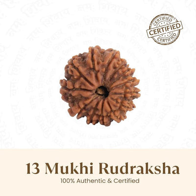 13 Mukhi