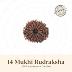 Nepal Origin 14 Mukhi Rudraksha - 17mm to 22mm - Astroguruji