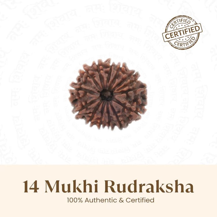 Nepal Origin 14 Mukhi Rudraksha - 17mm to 22mm - Astroguruji