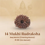 Nepal Origin 14 Mukhi Rudraksha - 17mm to 22mm - Astroguruji