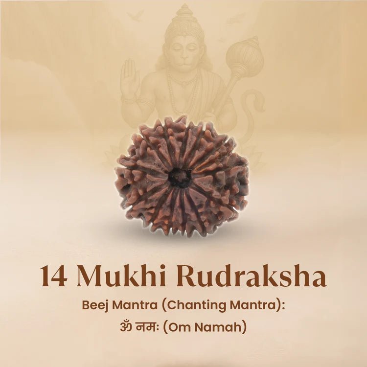 Nepal Origin 14 Mukhi Rudraksha - 17mm to 22mm - Astroguruji