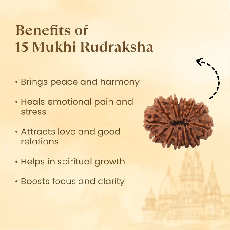Nepal Origin 15 Mukhi Rudraksha - 17mm to 22mm - Astroguruji