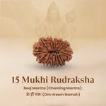 Nepal Origin 15 Mukhi Rudraksha - 17mm to 22mm - Astroguruji