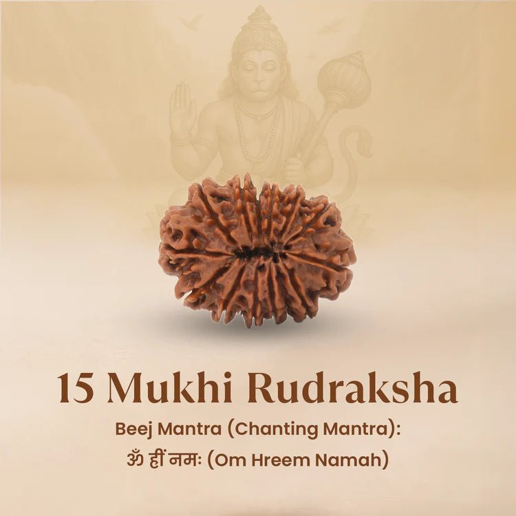 Nepal Origin 15 Mukhi Rudraksha - 17mm to 22mm - Astroguruji
