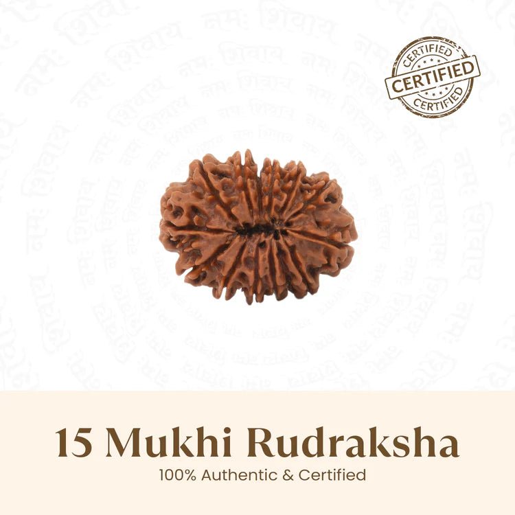 Nepal Origin 15 Mukhi Rudraksha - 17mm to 22mm - Astroguruji