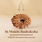 Nepal Origin 16 Mukhi Rudraksha - 17mm to 22mm - Astroguruji