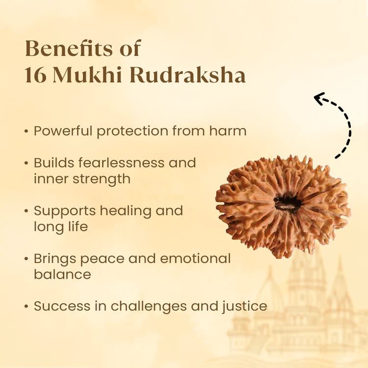 Nepal Origin 16 Mukhi Rudraksha - 17mm to 22mm - Astroguruji